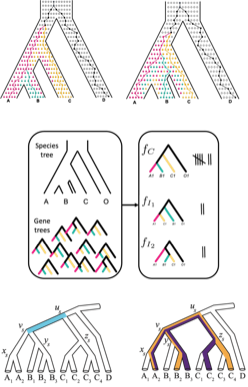 Topology-based gene tree heterogeneity analysis